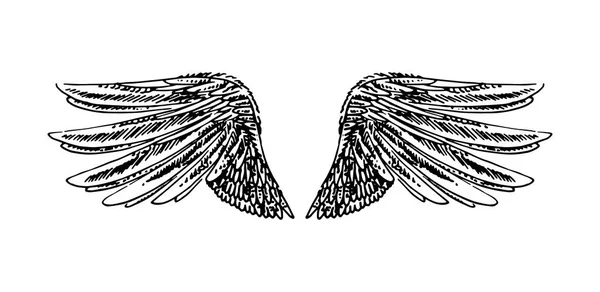 Illustration vectorielle dessinée à la main des ailes sur fond blanc . — Image vectorielle