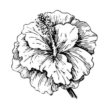 Vektör illüstrasyon kavramı tropikal hibiscus çiçek. Beyaz arka planda siyah