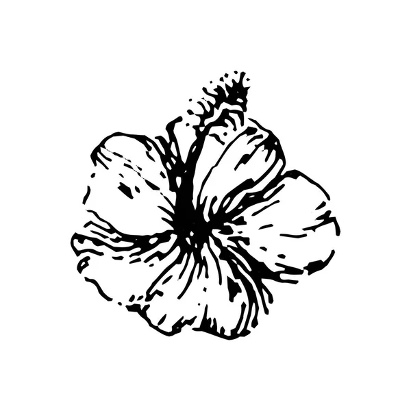 Vektorové ilustrace koncept tropický ibišek květ. Černá na bílém pozadí — Stockový vektor