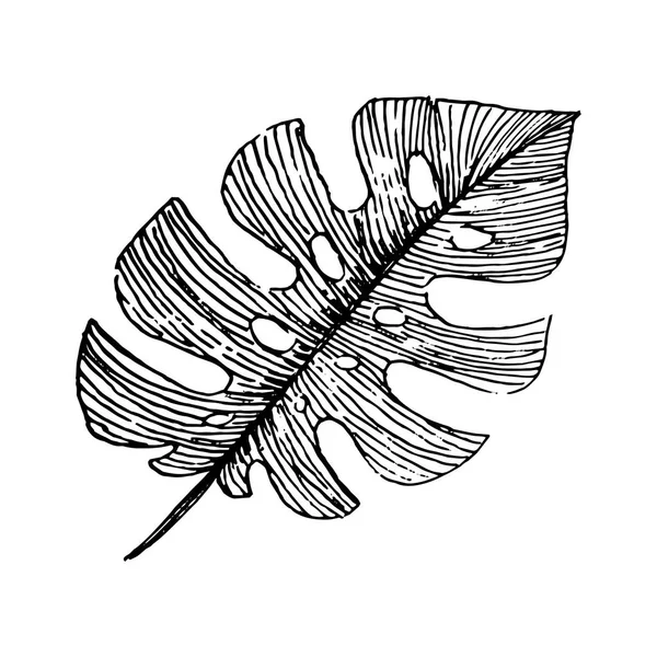 热带叶子乐器的向量例证概念。黑色在白色背景 — 图库矢量图片