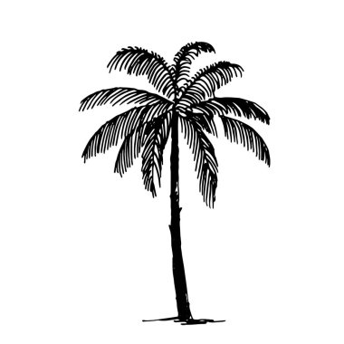 El palm logo resimde beyaz zemin üzerine çizilmiş kroki vektör