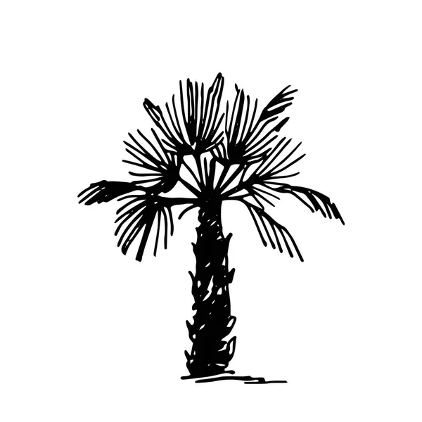 Διάνυσμα συρμένο χέρι σκίτσο της palm εικόνα λογότυπο σε λευκό φόντο — Διανυσματικό Αρχείο