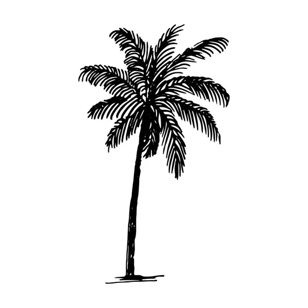 向量棕榈标志例证的手绘剪影在白色背景 — 图库矢量图片