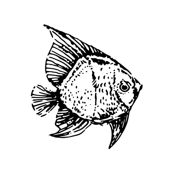 Vecteur Croquis dessiné à la main de l'illustration de poisson sur fond blanc — Image vectorielle