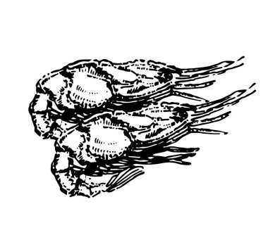 Karides deniz gıda elle çizilmiş illüstrasyon kroki vektör