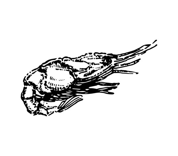 Garnelen Meeresfrüchte Hand gezeichnet Illustration Skizze Vektor — Stockvektor