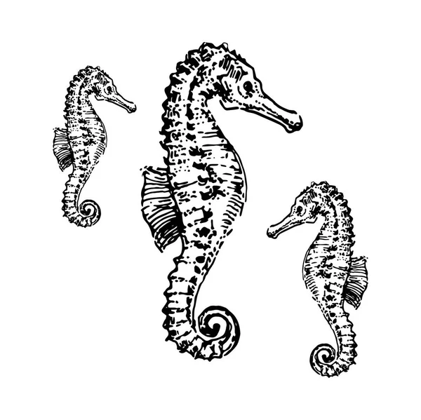Seepferdchen Hand ertränken Illustration Skizze Vektor — Stockvektor