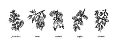 Fıstık fındık, kakao çekirdeği, badem, kaju fıstığı ve kahve çekirdekleri bitki el ile şube illüstrasyon kroki çizmek. Sorunsuz vektör desen