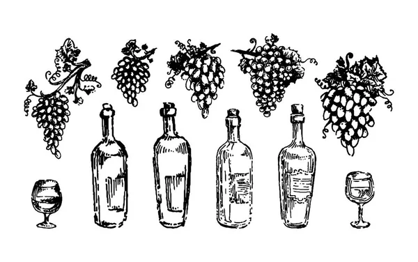 Σταφύλια κρασιού και της αμπέλου χέρι πνίγονται εικονογράφηση σκίτσο διάνυσμα — Διανυσματικό Αρχείο