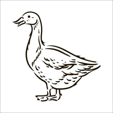 Beyaz arka plan üzerinde elle çizilmiş kaz basit kroki çizim vektör.