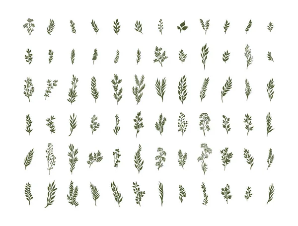 水彩草本有机自然花卉例证设置在白色背景 — 图库矢量图片