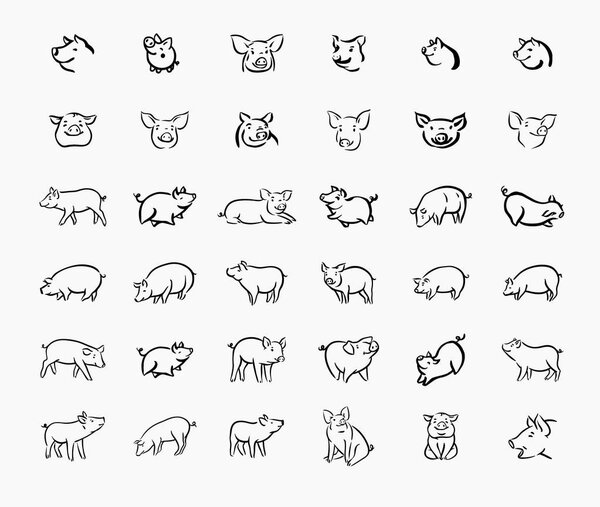 Pig sketch icon set for web, mobile and infographics. Hand drawn pig icon. Pig vector icon. Pig icon isolated on white background.