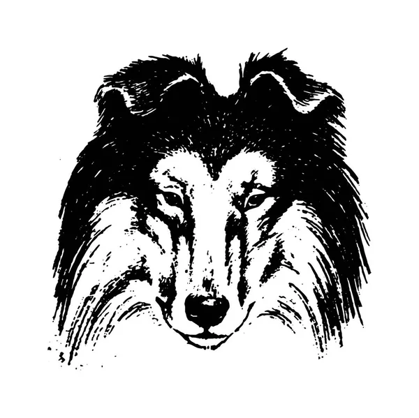Векторная ручная собачья колли винтажная иллюстрация — стоковый вектор