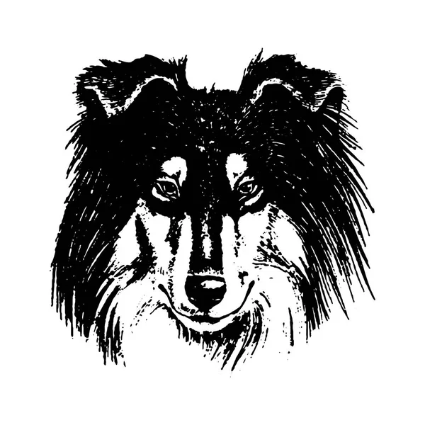 ベクトル手描き犬コリー ビンテージ イラスト — ストックベクタ