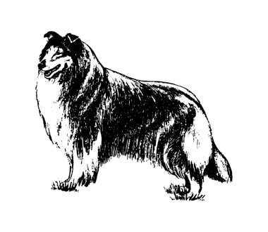 Köpek kömür ocağı vintage illüstrasyon vektör el çekilmiş