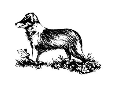 Köpek kömür ocağı vintage illüstrasyon vektör el çekilmiş