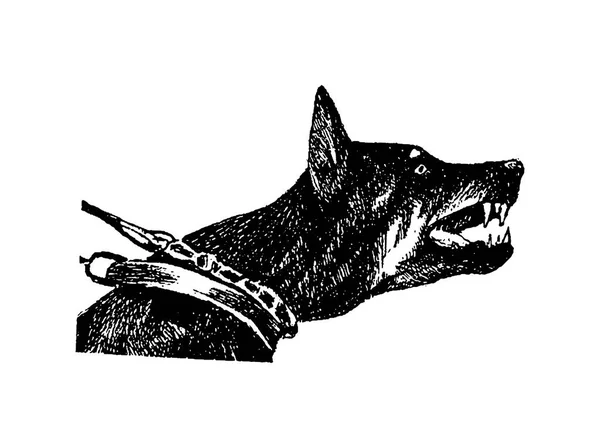 ロゴベクトルの手が白い背景の上 n ドーベルマン犬ビンテージ イラストを描いてください。 — ストックベクタ