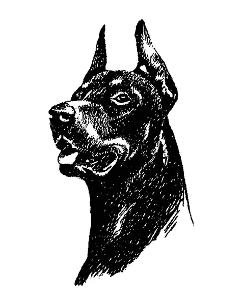 Dibujo de mano vectorial n perro doberman ilustración vintage sobre fondo blanco — Archivo Imágenes Vectoriales