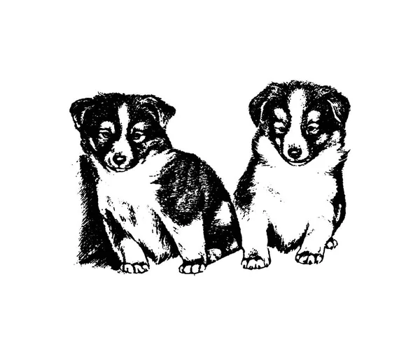 Vettore disegnato a mano cane collie vintage illustrazione — Vettoriale Stock
