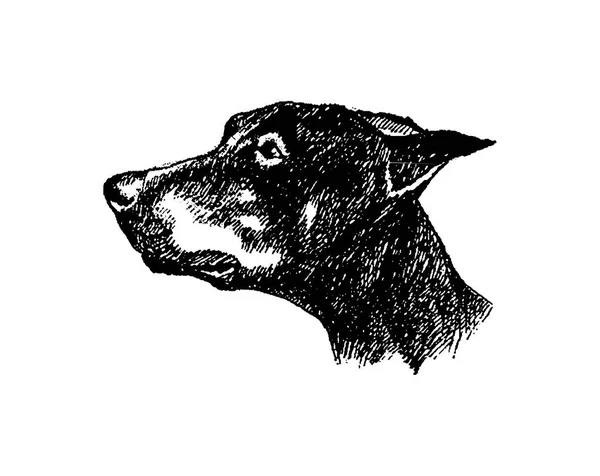 Vettore mano disegnare n doberman cane vintage illustrazione su sfondo bianco — Vettoriale Stock