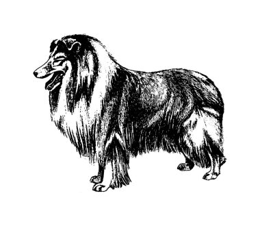 Köpek kömür ocağı vintage illüstrasyon vektör el çekilmiş