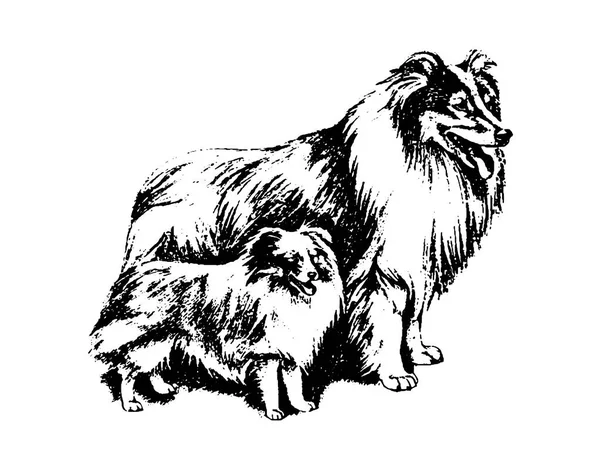 Vektor handgezeichnet Dog Collie Vintage Illustration — Stockvektor