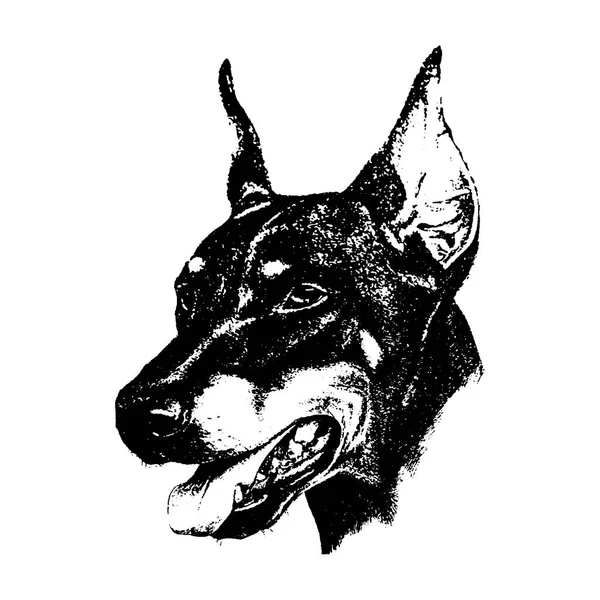 Vettore mano disegnare n doberman cane vintage illustrazione su sfondo bianco — Vettoriale Stock