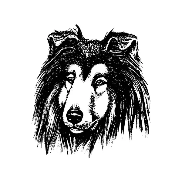 Vector dibujado a mano perro collie vintage ilustración — Archivo Imágenes Vectoriales