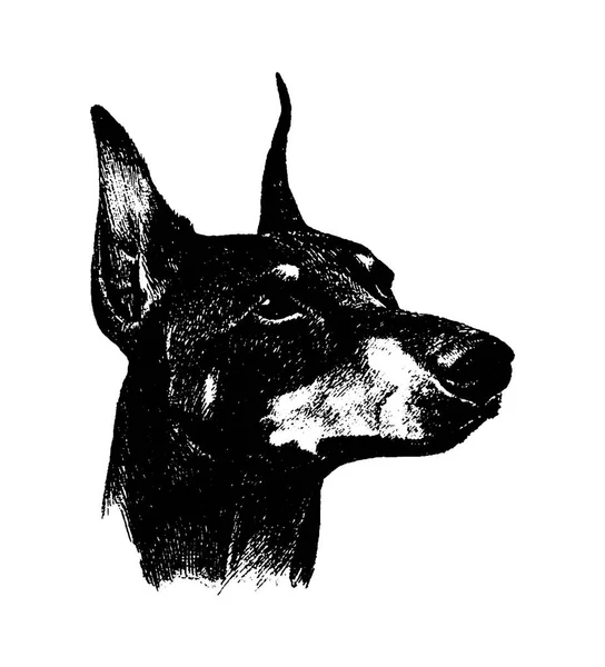 Vektör ele çekin n doberman köpek vintage resimde beyaz arka plan üzerinde