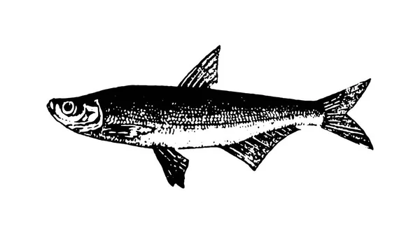 Vektor handgezeichnete Fische Skizze Illustration auf weißem Hintergrund — Stockvektor