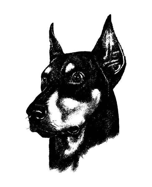 Dessin à la main vectoriel n doberman chien vintage illustration sur fond blanc — Image vectorielle