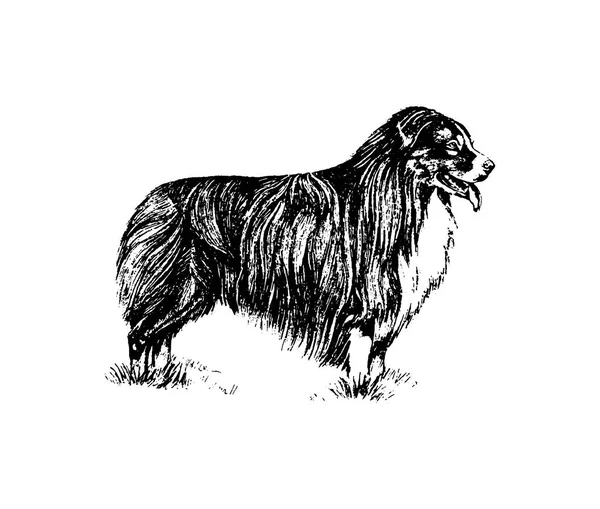 Vektor handgezeichnet Dog Collie Vintage Illustration — Stockvektor