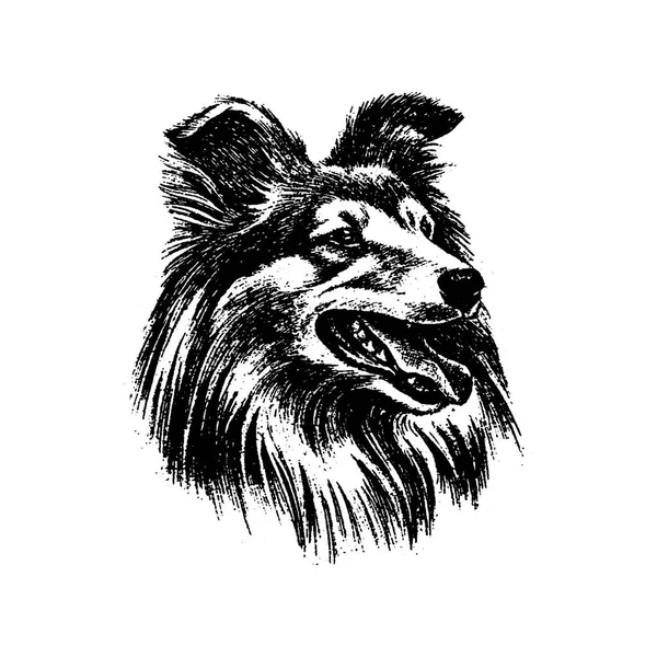 ベクトル手描き犬コリー ビンテージ イラスト — ストックベクタ