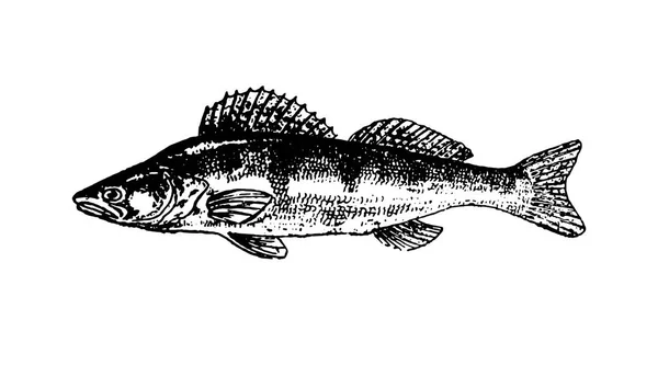 Vecteur dessiné à la main Poissons croquis illustration sur fond blanc — Image vectorielle