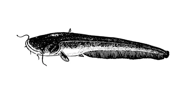 Gambar gambar gambar tangan vektor Ilustrasi ikan pada latar belakang putih - Stok Vektor