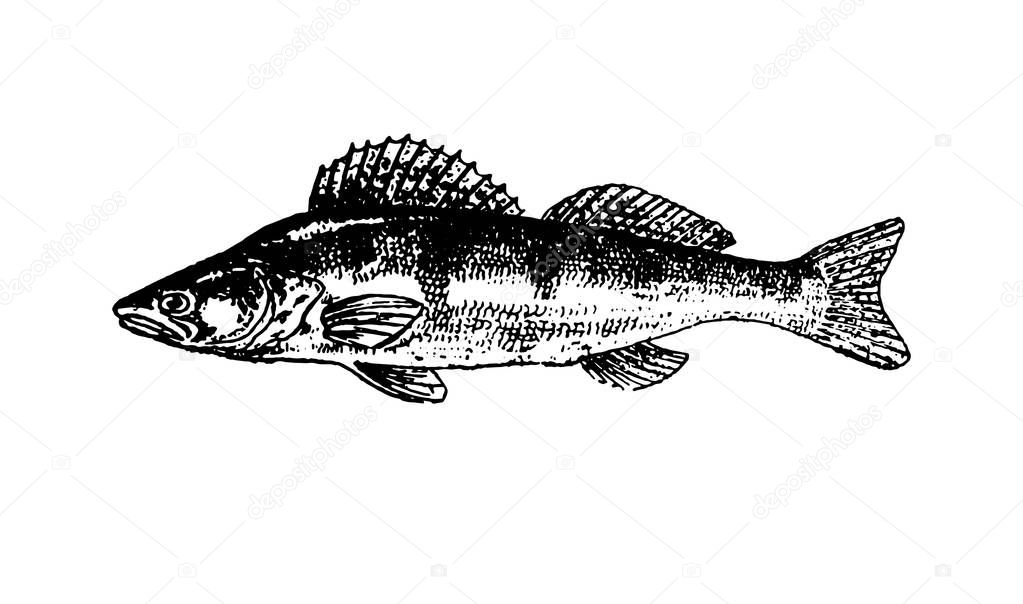 Vector hand drawn Fishes sketch illustration  icon