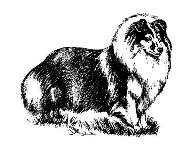 Köpek kömür ocağı vintage illüstrasyon vektör el çekilmiş