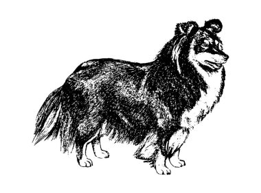 Köpek kömür ocağı vintage illüstrasyon vektör el çekilmiş