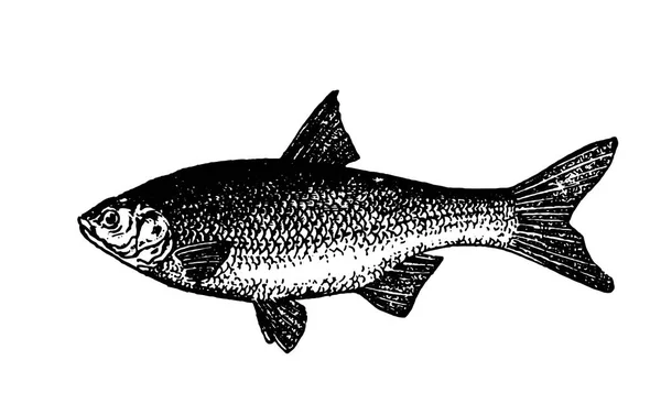 ภาพสเก็ตช์ปลาที่วาดด้วยมือบนพื้นหลังสีขาว — ภาพเวกเตอร์สต็อก