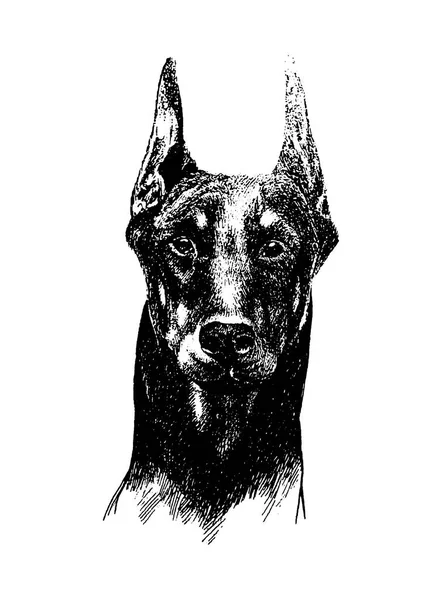 Ręka wektor narysować n dobermana psa vintage ilustracja na białym tle — Wektor stockowy