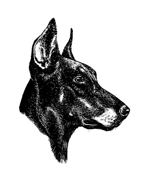 Vettore mano disegnare n doberman cane vintage illustrazione su sfondo bianco — Vettoriale Stock