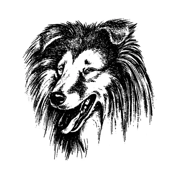 Векторная ручная собачья колли винтажная иллюстрация — стоковый вектор