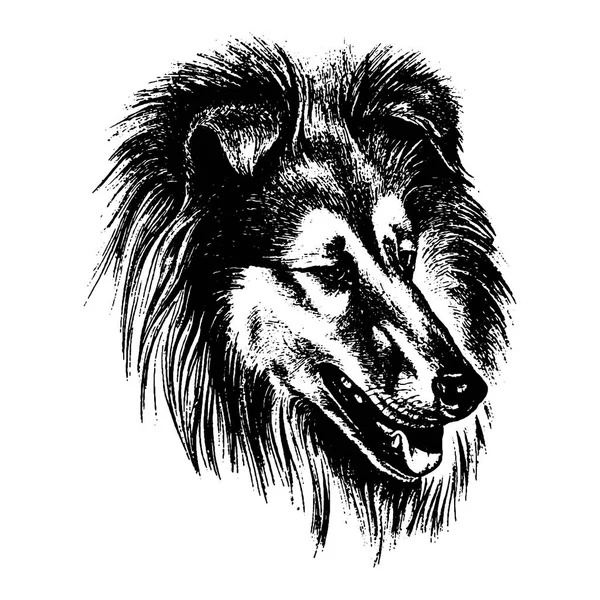 Vector dibujado a mano perro collie vintage ilustración — Archivo Imágenes Vectoriales