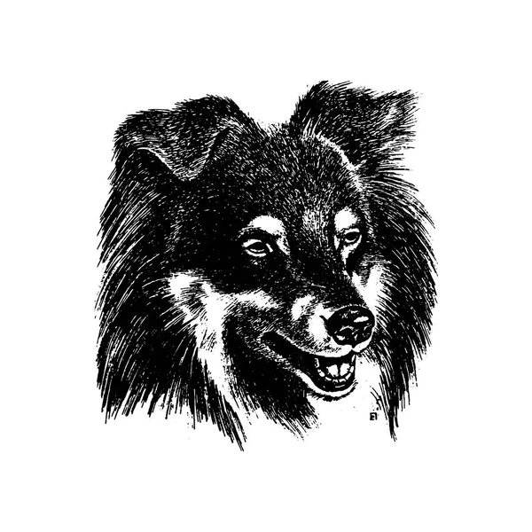 Vektor ručně tažené psa kolie vintage ilustrace — Stockový vektor