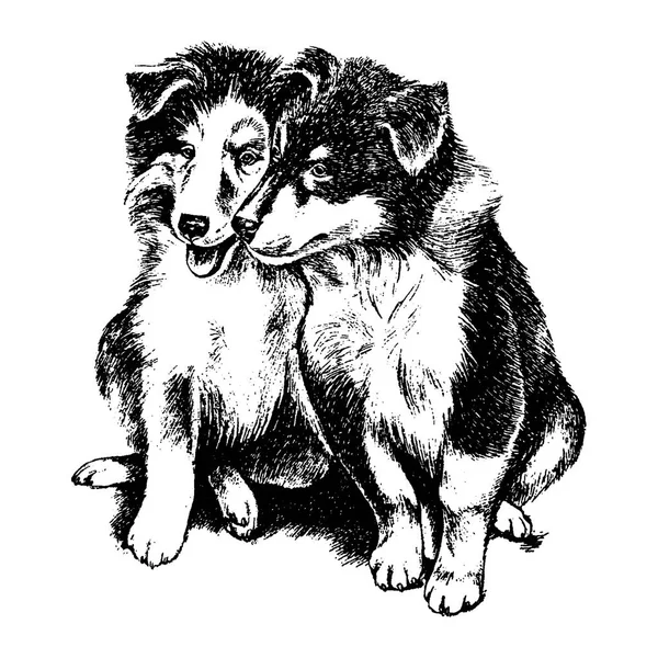 Vector dibujado a mano perro collie vintage ilustración — Vector de stock