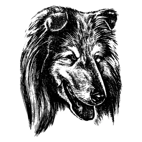 Vektor handgezeichnet Dog Collie Vintage Illustration — Stockvektor