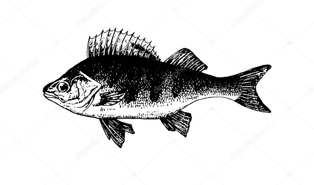 Vector hand drawn Fishes sketch illustration  icon
