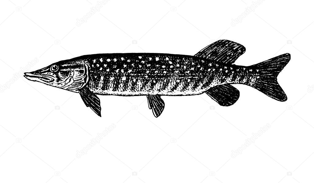 Vector hand drawn Fishes sketch illustration  icon