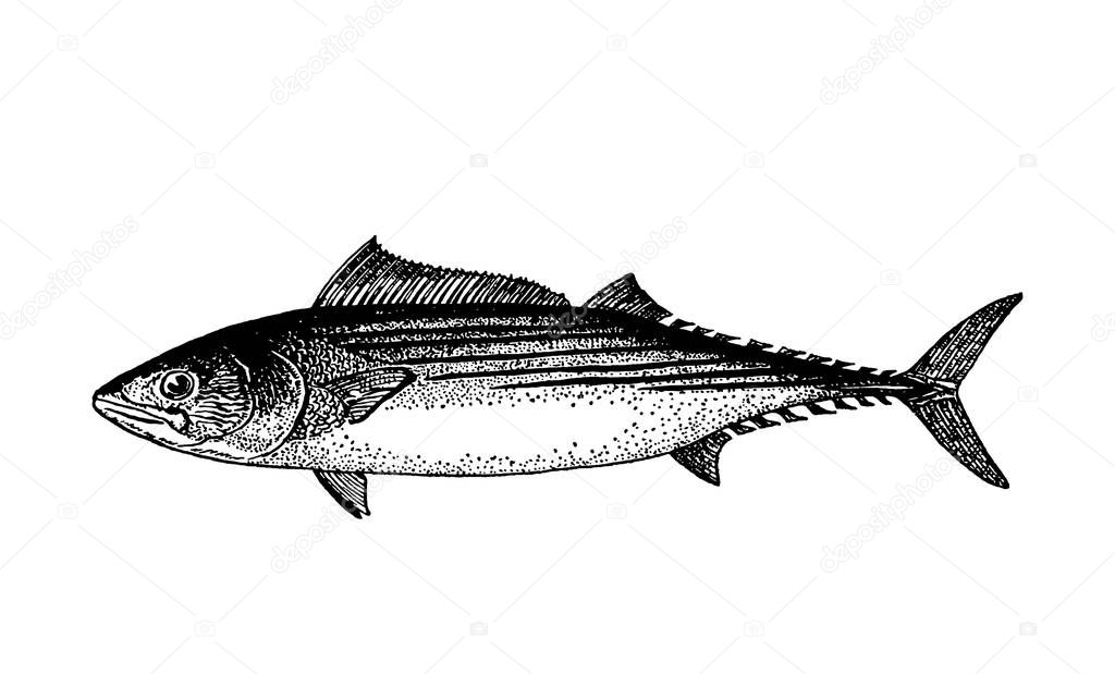Vector hand drawn Fishes sketch illustration  icon