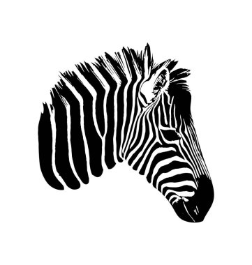 Zebra beyaz arka plan üzerinde elle çizilmiş grafik illüstrasyon vektör